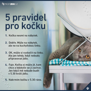 5 pravidel pro kočku