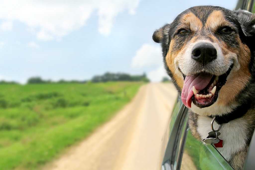 Jak na cestování se psem, abyste si ho užili oba?